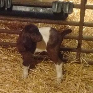 Meet your Posher, Lisa